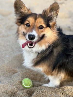 Cape Cod Dog Center