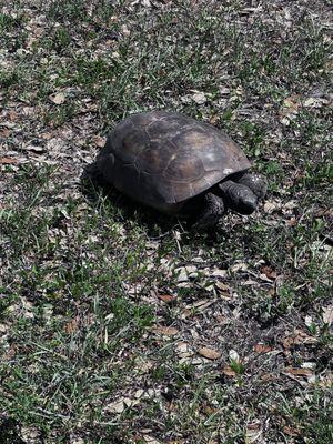 Gopher Tortuous