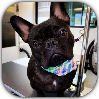 Thomas the Frenchie is such a Gentleman!