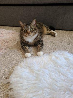 My little friend Boots enjoying the new carpet. Good thing it's stain resistant!