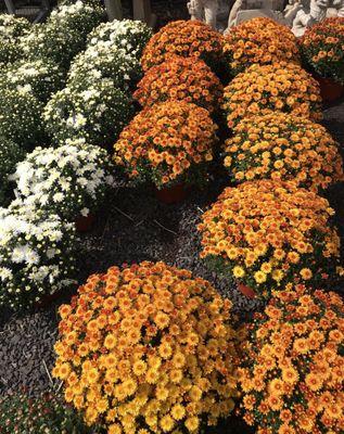 9 Inch Mums 3 for $16 or $5.99 Each