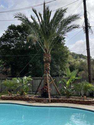 Medjool Palm, installed.