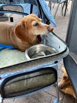 Our dog in the stroller.