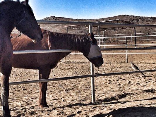 Menifee Meadows Equestrian Center