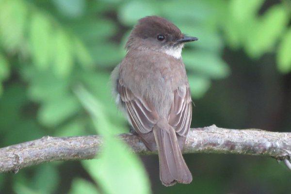 Eastern Phoebe