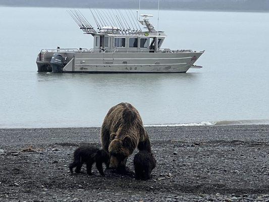 Amazing bear viewing!