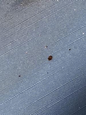 Dead bed bug found under the bed