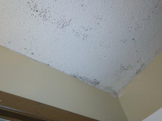 Black mold/ mildew