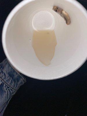 bug in soup