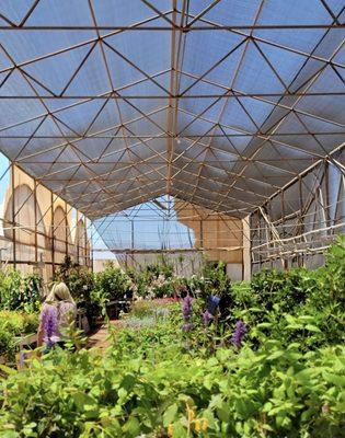 Sandia Greenhouse