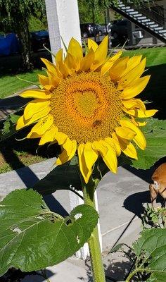 Sunflowers grow around the complex