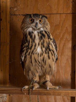 Campers get to meet lots of cool animals at camp!