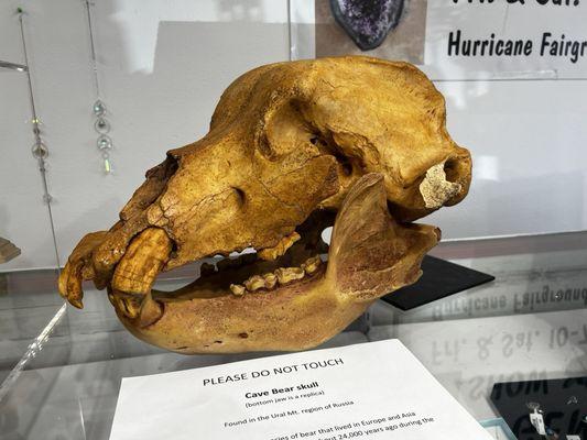 Cave Bear Skull, Dating Back to 24,000+ Years Ago