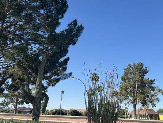 Arizona at its finest pine, saguaro And palms too! From the parking lot.