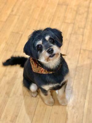 Foxie showing off her fresh, adorable puppy cut!