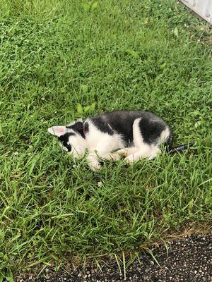 Ozzy taking a nap after a long walk