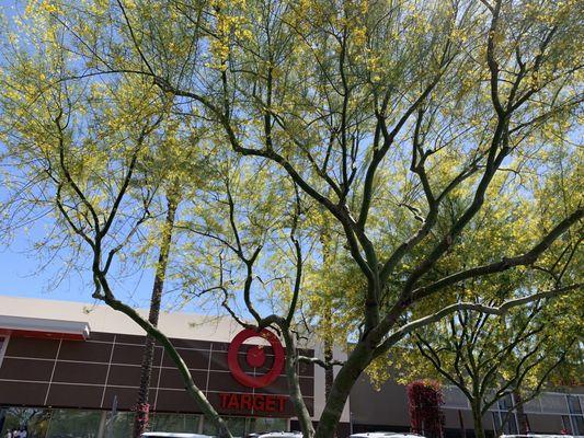 Palo Verde trees in front of Target in Tempe, Arizona April 2021