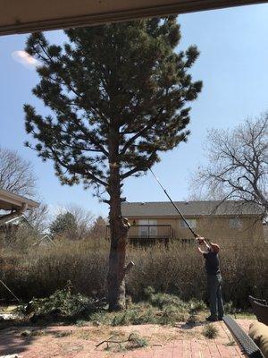 Tree removal