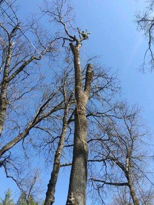 Oak removal dunsmuir ca over power lines