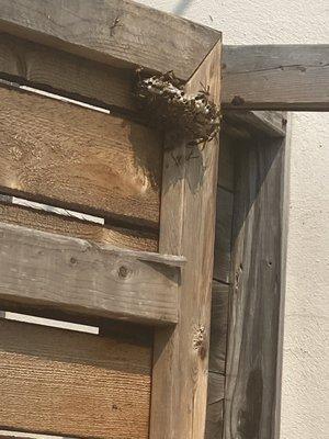 1 of 3 large wasp nests