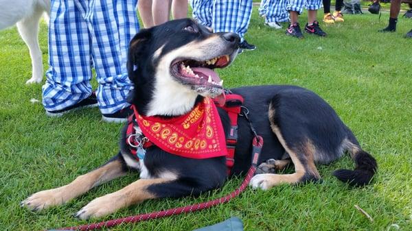 This pup sure look stylish in his Yelp bandana!