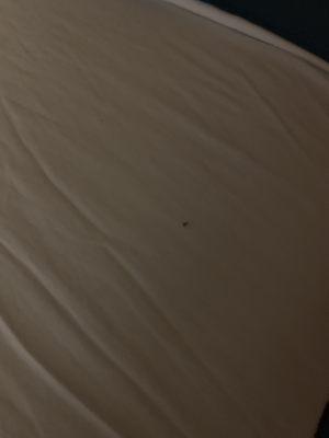 Roach on the bed