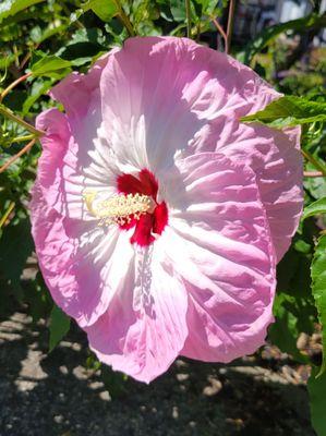 Prettiest Hibiscus Straitus I've ever seen! Someone's yard, Hood River.