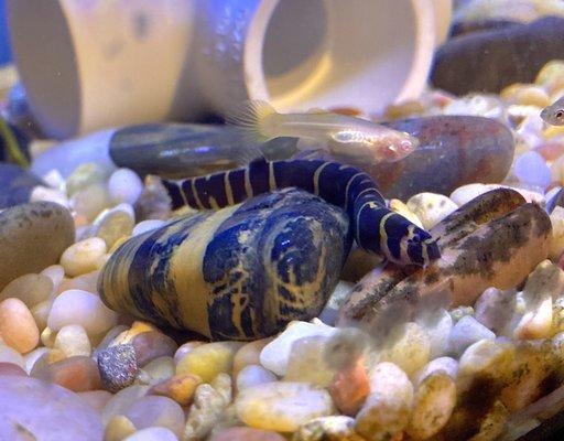 My Kuhli Loach from December 2020. They have grown so big!