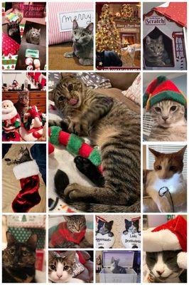 Just a few of the cats & kittens we saved this year!!