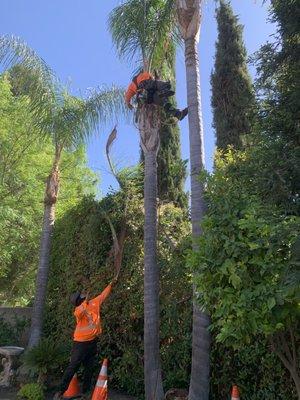 Hurricane prune on Queen Palms