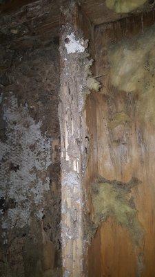 Subterranean Termites