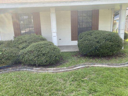 Shrub trim