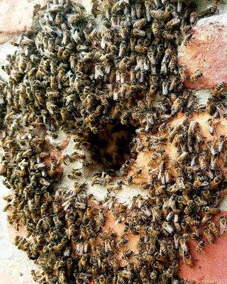 Entrance to bee hive inside brick wall