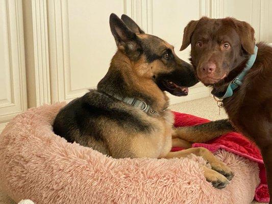 Titan, my beloved 19 month old chocolate lab boy!  Thank you, Adrian, for bringing him into my life!