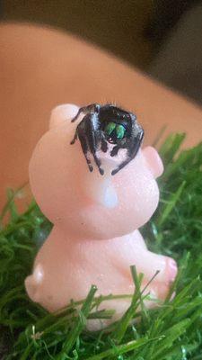 Regal jumping spider after owning for a few months.