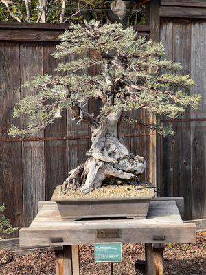 1/16/2022 Sierra Juniper