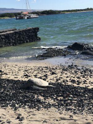 Steps away from sea Turtles