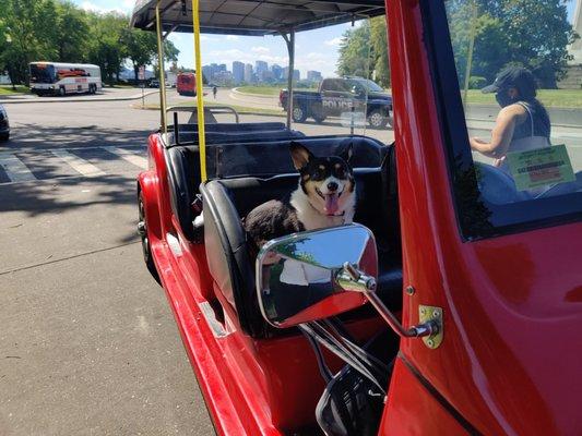 This is Flopsie the Corgi riding shotgun!