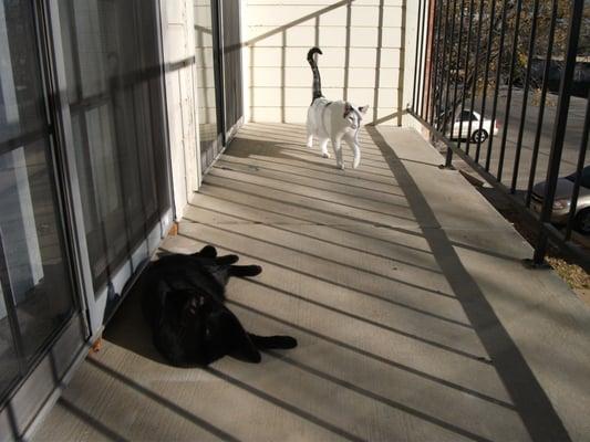 My cats just hangin out on the balcony...