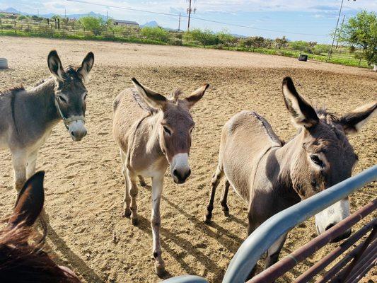 Yearling donkeys!!!