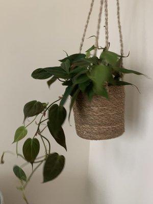 One of the hanging plants I purchased + the cute hanging planter for it