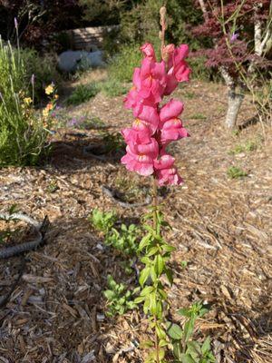 The snapdragon start I got from Poppies & Petals.