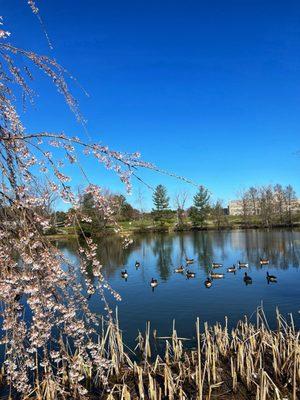 Blossoms and the duck pond :)