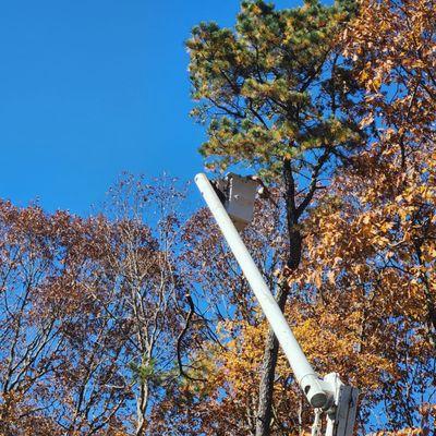 Tree being cut down