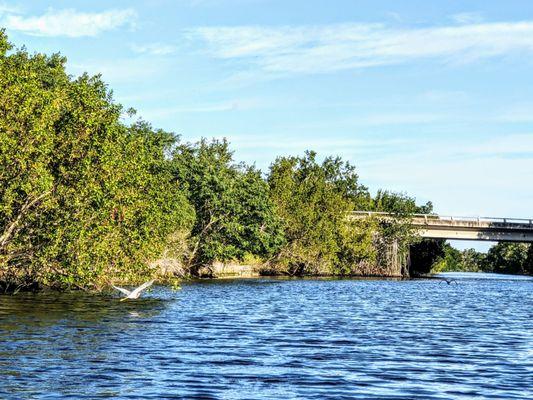 Flamingo Adventures at Everglades National Park