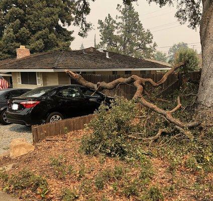 Emergency Tree Care