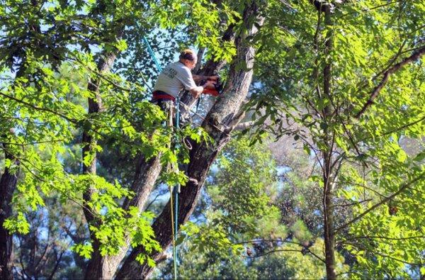 Tree Trimming