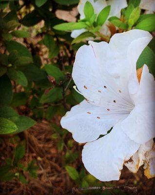 Gardens - Azalea