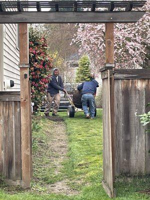 Transporting it into the backyard.