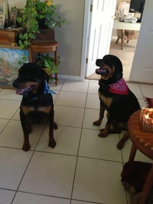 Our Rottweilers Ceaser and Cleopatra after a grooming with Alicia. They're so happy!